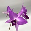 Laelia anceps guerrero rubescens 